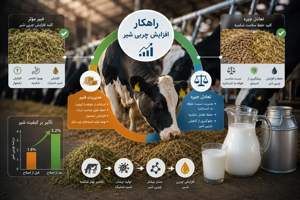 افزایش چربی شیر در گاو های شیری