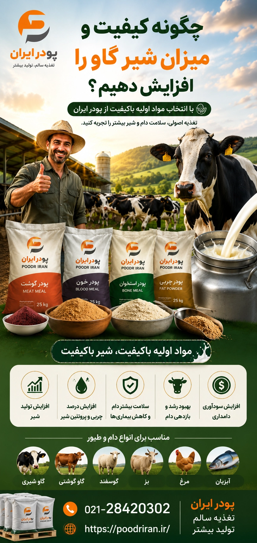 چگونه کیفیت و میزان شیر گاو را افزایش دهیم؟