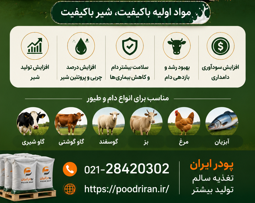 چگونه کیفیت و میزان شیر گاو را افزایش دهیم؟